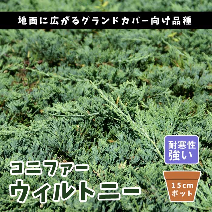 コニファー ウィルトニー 15cmポット 苗 庭木 生垣 常緑針葉樹 垣根