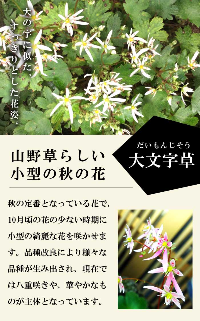 大文字草 妖精 9cmポット 苗 桃花 細弁八重咲き 落葉性 多年草 山野草