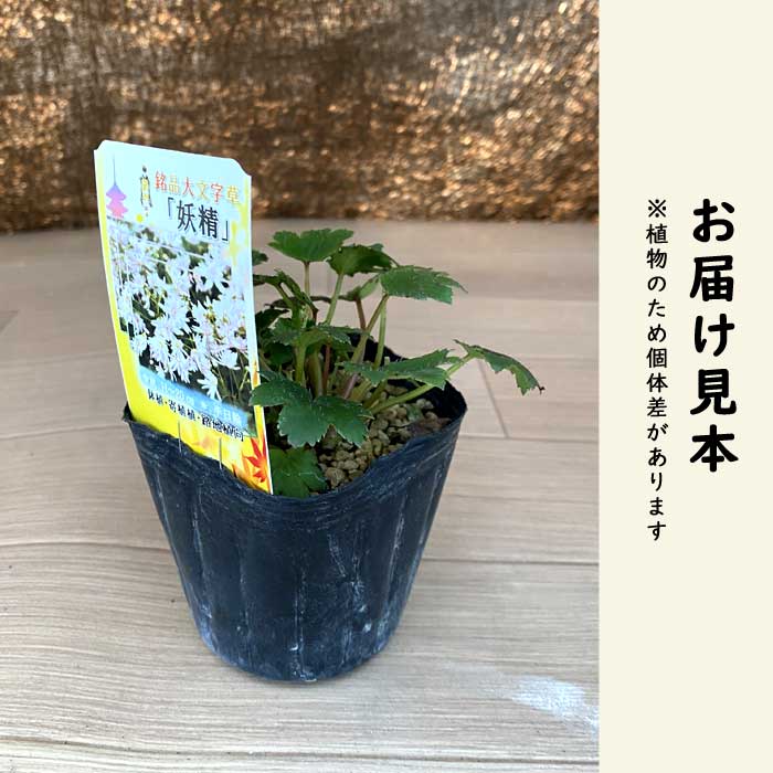 大文字草 妖精 9cmポット 苗 桃花 細弁八重咲き 落葉性 多年草 山野草