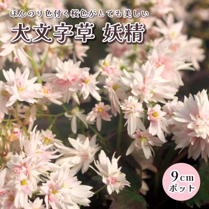 山野草　崕山固有種　キリギシソウ　超大株9号鉢植え 大文字草 妖精 9cmポット 苗 桃花 細弁八重咲き 落葉性 多年草 山野草