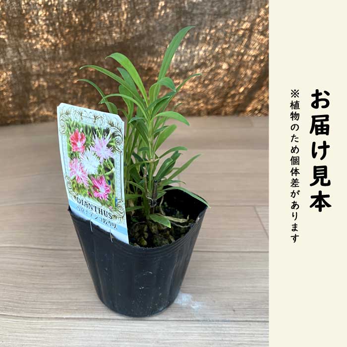 絞り咲き 河原なでしこ 9cmポット 苗 桃花 ピンク 山野草 河原撫子