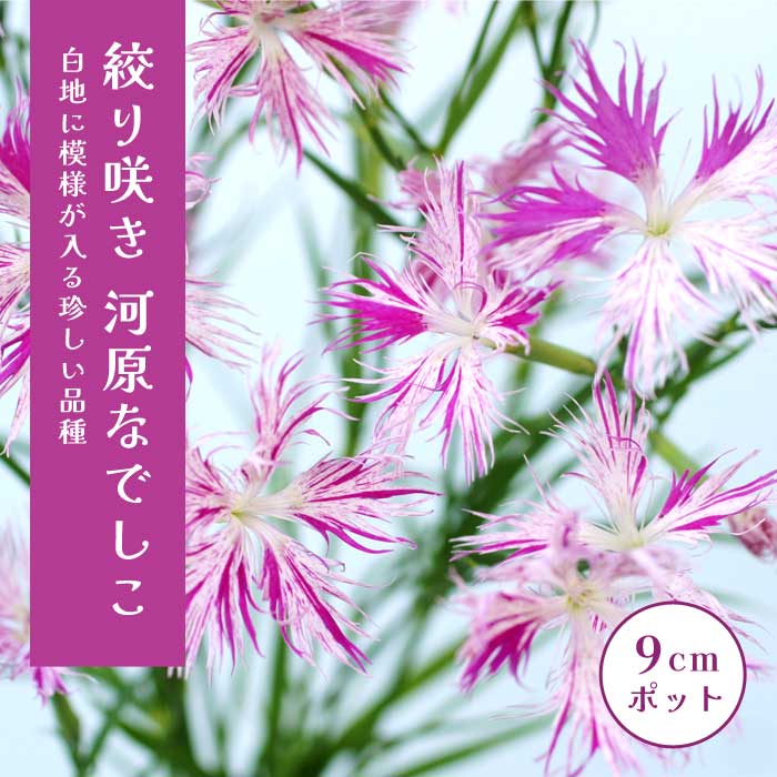 絞り咲き 河原なでしこ 9cmポット 苗 桃花 ピンク 山野草 河原撫子