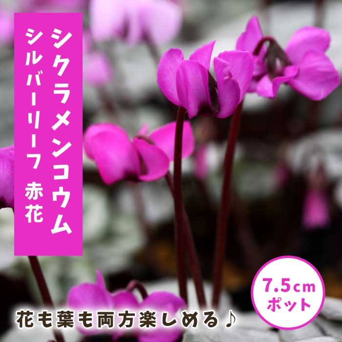 シクラメン コウム シルバーリーフ 赤花 7.5cmポット 苗 コーム 原種