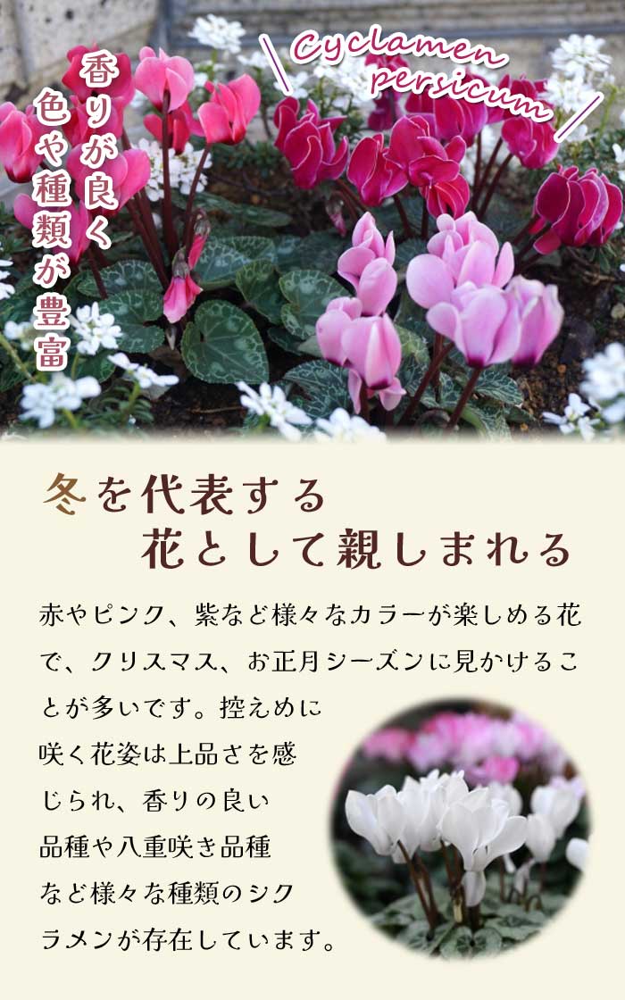 シクラメン コウム シルバーリーフ 白花 7.5cmポット 苗 コーム 原種