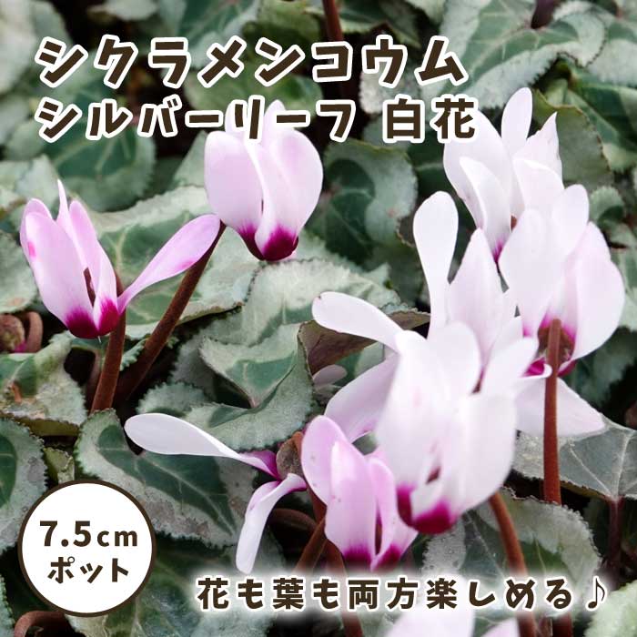 シクラメン コウム シルバーリーフ 白花 7.5cmポット 苗 コーム 原種