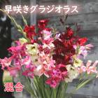 餭 饸饹  庬 3  Х饨ƥ 󤻿 ץ󥿡  ǥ˥ ֤