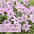 ե 㡼åȥӥå 庬 10 ϥʥ˥ äѤʤ  󤻿 ǯ֤餯 ֤