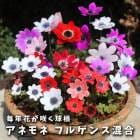 ͥ ե륲  庬 4 äѤʤ  󤻿 ץ󥿡  ǯ֤餯 ֤