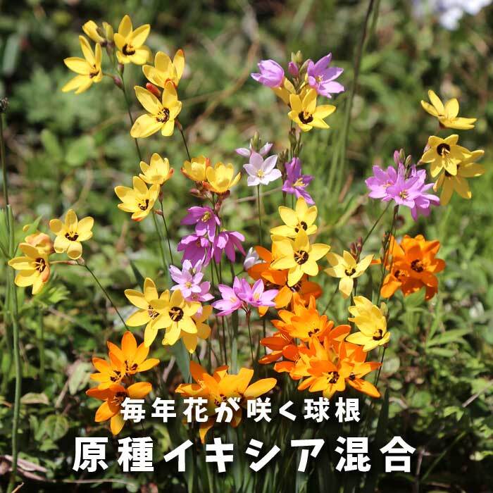 10月上中旬より発送・早割】 原種 イキシア 混合 球根 4球 植えっ
