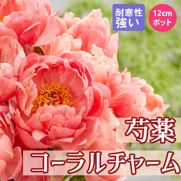 芍薬苗ラズベリーサンダー、コーラルチャーム、滝の粧　蕾付き 芍薬 苗 コーラルチャーム 12cmポット コーラル しゃくやく