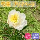 ���� �� �ץ�ޥ١��� 12����ݥå� �ۥ磻�� ���꡼�।������ ���㥯�䥯 �����ǥ˥� �ץ�󥿡� �ɺ��� �ɺ� ���