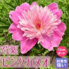 花木,芍薬の苗 | 花の大和オンラインショップ