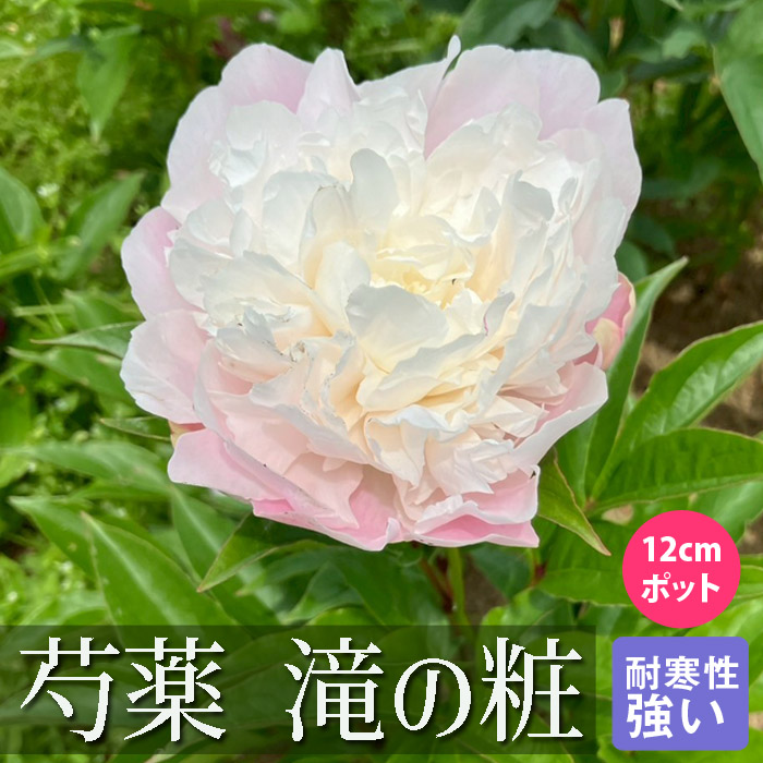 芍薬 苗 滝の粧（ たきのよそおい ） 12cmポット ベビーピンク