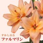 ɴ  եޥ  庬 2 ץꥳåȿ  ߿ ɴ ȭ   Lily ֤