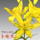 ɴ  ȥ⥹  庬 2   ߿ ɴ  yellow ȭ   Lily ֤