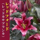 �����֥�� �庬 ��åɥե����� �ʥ�å� �����֥�󥫡�1�� ���ꥨ�󥿥� ��꡼ ɴ�� ������ �߿��� �֤�����