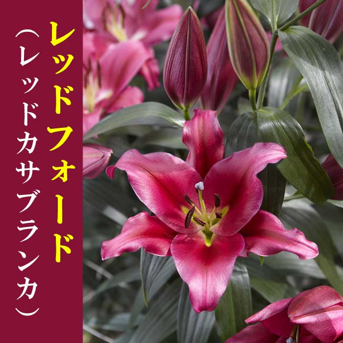 カサブランカ 球根 レッドフォード （レッド カサブランカ）1球