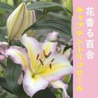 ͽ ֹ ɴ  ץƥȥꥳ  庬 1  ꥨ󥿥 ꡼  ߿  ˧ ֤ 10ܤ缡ȯ