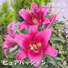 ֹ ɴ  ԥ奢ѥå  庬 1  ꥨ󥿥 ꡼  ߿  ˧ ֤