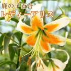 ��10��ܤ��缡ȯ�������� ���λ�ɴ�� �庬 �� ��ǥ������ꥹ ��1�� �������꡼��� ���Υ���� ������ �߿��� ɴ�� ��� lily ��꡼ �֤�����