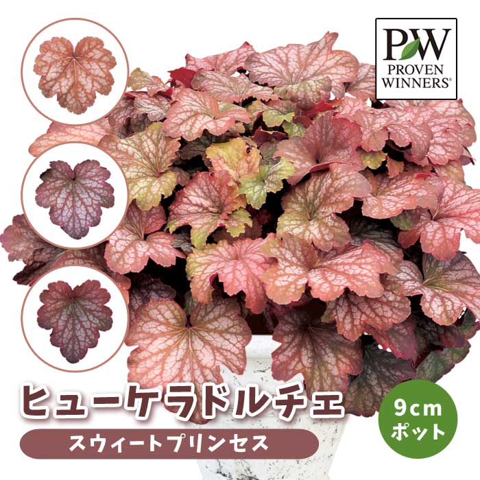 ҥ塼 ɥ ͵  顼꡼ ڥȥץ󥻥(Ͽʼ)9cmݥå տѲڤ Ƥ䤹 Ͽ 󤻿 ϥ PW