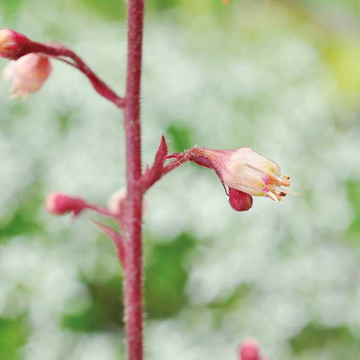ヒューケラ ドルチェ 人気 苗 カラーリーフ 【スウィートプリンセス
