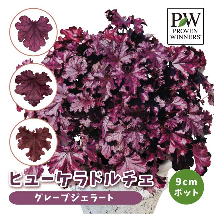 ҥ塼 ɥ ͵  顼꡼ ڥ졼ץ顼(Ͽʼ)9cmݥå տѲڤ Ƥ䤹 Ͽ 󤻿 ϥ PW