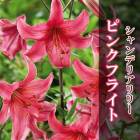 ǥꥢ ꡼  ԥ󥯥ե饤  庬 2  ڤ䤫 ԥ  pink  lily ɴ   ֤