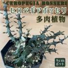 ¿����ʪ �����ڥ��� �ܥå��� 9cm ���󥰥ݥå� ceropegia bosseri ��������� ¿ǯ�� ¿�� ��ʪ ���ˤ� �� ��Ƥ䤹�� ���ä����� �磻��� ����ƥꥢ