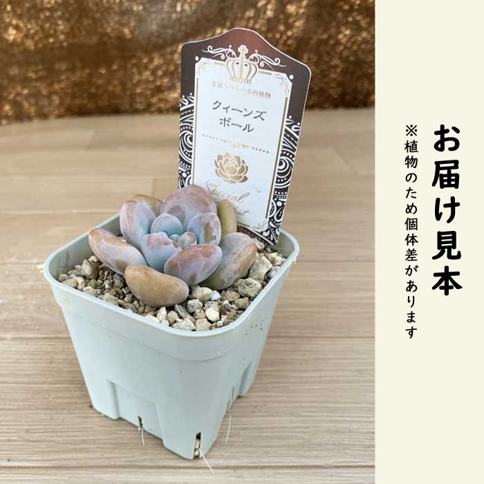 多肉植物 エケベリア クィーンズボール 9cmポット 苗 ロゼッタ状