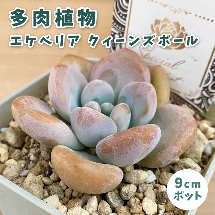 多肉植物 エケベリア クィーンズボール 9cmポット 苗 ロゼッタ状