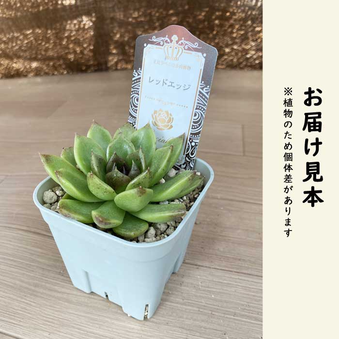 多肉植物 エケベリア レッドエッジ 9cmポット 苗 ロゼッタ状 初心者