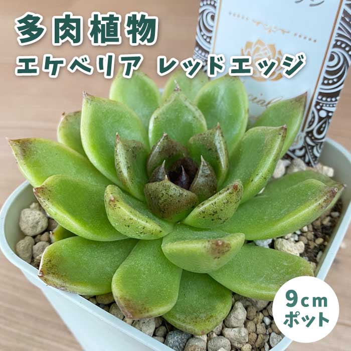 多肉植物 エケベリア レッドエッジ 9cmポット 苗 ロゼッタ状 初心者