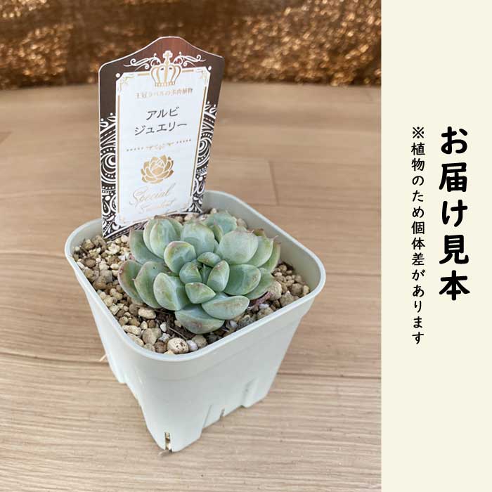 多肉植物 エケベリア アルビジュエリー 9cmポット 苗 ロゼッタ状