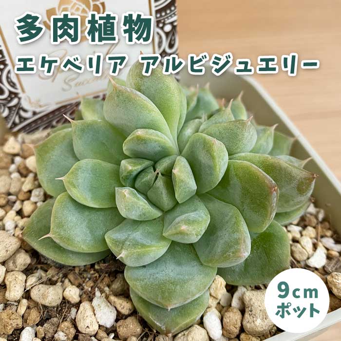 多肉植物 エケベリア 多肉植物 エケベリア アルビジュエリー 9cmポット 苗 ロゼッタ状