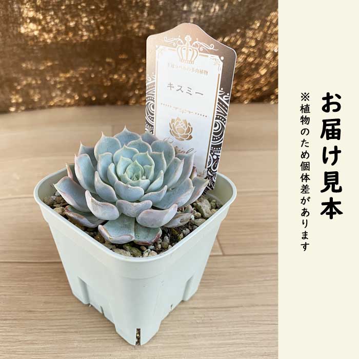 多肉植物 エケベリア キスミー 9cmポット 苗 ロゼッタ状 初心者 育て