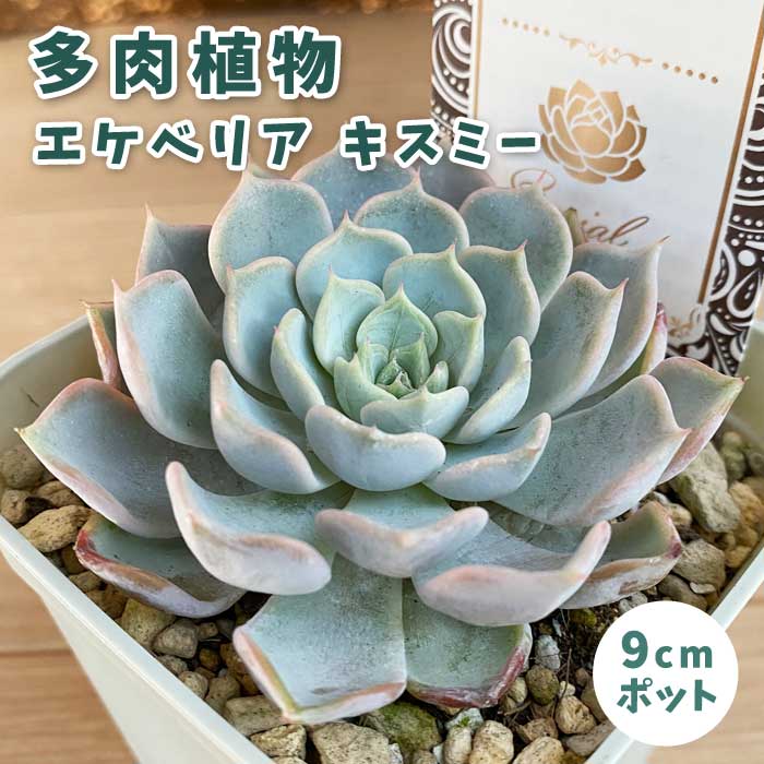 多肉植物 エケベリア キスミー 9cmポット 苗 ロゼッタ状 初心者 育て