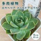 ¿����ʪ �����٥ꥢ ������ɥ��åץ� 9cm�ݥå� �� �����å��� �鿴�� ��Ƥ䤹�� ����˶��� ���տ�ʪ ¿ǯ�� ��������� ���ڥ���� ���쥯�� ������٥�