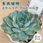 ¿����ʪ �����٥ꥢ ����ӥѥ�� 9cm�ݥå� �� �����å��� �鿴�� ��Ƥ䤹�� ����˶��� ���տ�ʪ ¿ǯ�� ��������� ���ڥ���� ���쥯�� ������٥�