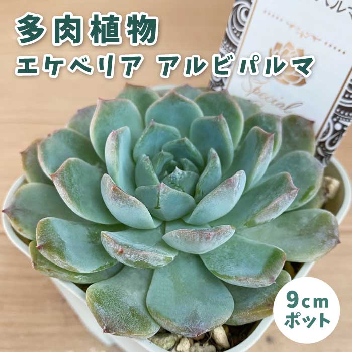 多肉植物 エケベリア アルビパルマ 9cmポット 苗 ロゼッタ状 初心者