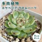 ¿����ʪ �����٥ꥢ ������ϡ��� 9cm�ݥå� �� �����å��� �鿴�� ��Ƥ䤹�� ����˶��� ���տ�ʪ ¿ǯ�� ��������� ���ڥ���� ���쥯�� ������٥�