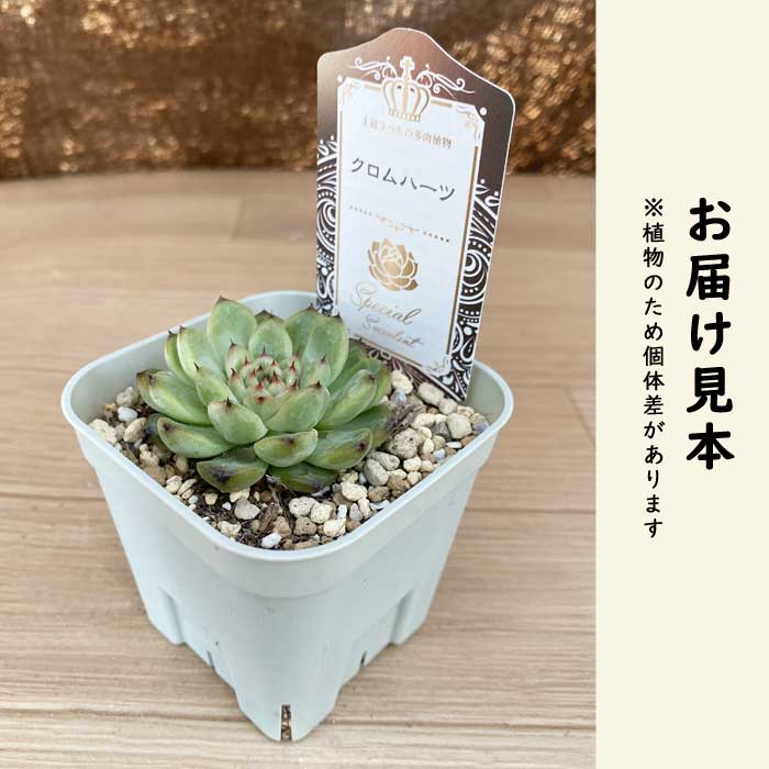 多肉植物 エケベリア クロムハーツ 9cmポット 苗 ロゼッタ状 初心者
