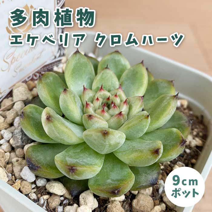 多肉植物 エケベリア クロムハーツ 9cmポット 苗 ロゼッタ状 初心者