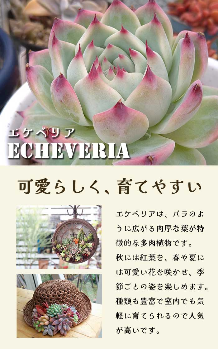 多肉植物 エケベリア フェロモン 9cmポット 苗 ロゼッタ状 初心者 育て