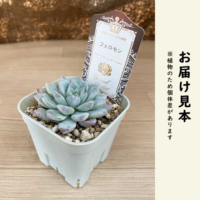 多肉植物 エケベリア フェロモン 9cmポット 苗 ロゼッタ状 初心者 育て