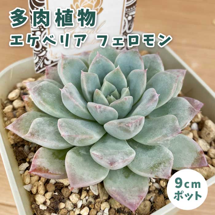 多肉植物 エケベリア フェロモン 9cmポット 苗 ロゼッタ状 初心者 育て