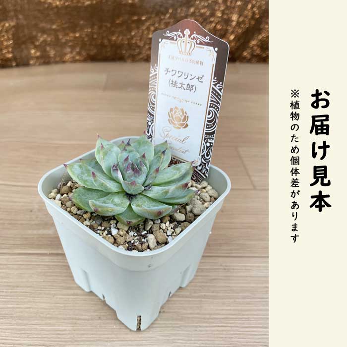 多肉植物 エケベリア チワワリンゼ (桃太郎) 9cmポット 苗 ロゼッタ状