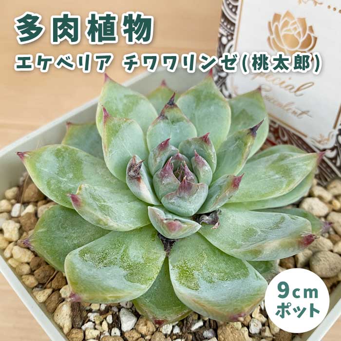 多肉植物 エケベリア チワワリンゼ (桃太郎) 9cmポット 苗 ロゼッタ状