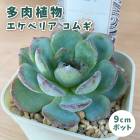 ¿����ʪ �����٥ꥢ ���८ 9cm�ݥå� �� �����å��� �鿴�� ��Ƥ䤹�� ����˶��� ���տ�ʪ ¿ǯ�� ��������� ���ڥ���� ���쥯�� ������٥�