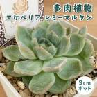 ¿����ʪ �����٥ꥢ ��ߡ��ޥ륿�� 9cm�ݥå� �� �����å��� �鿴�� ��Ƥ䤹�� ����˶��� ���տ�ʪ ¿ǯ�� ���ڥ���� ���쥯�� ������٥�